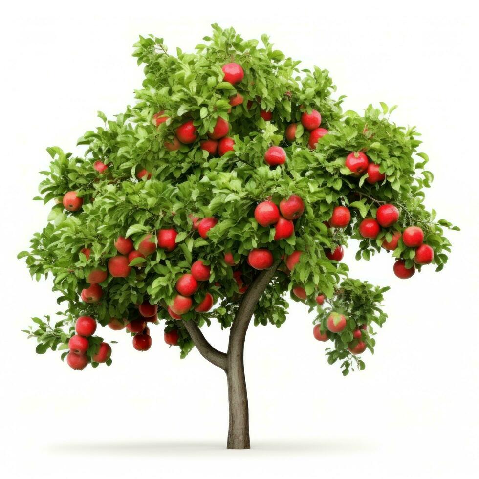 Apple tree isolated photo