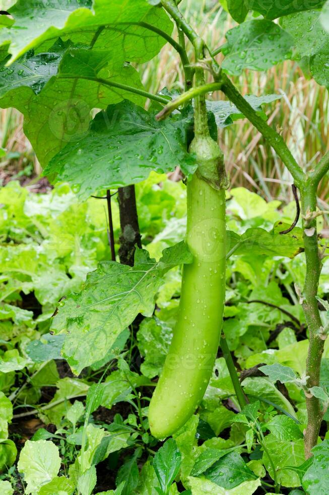 Green eggplant on its tree photo