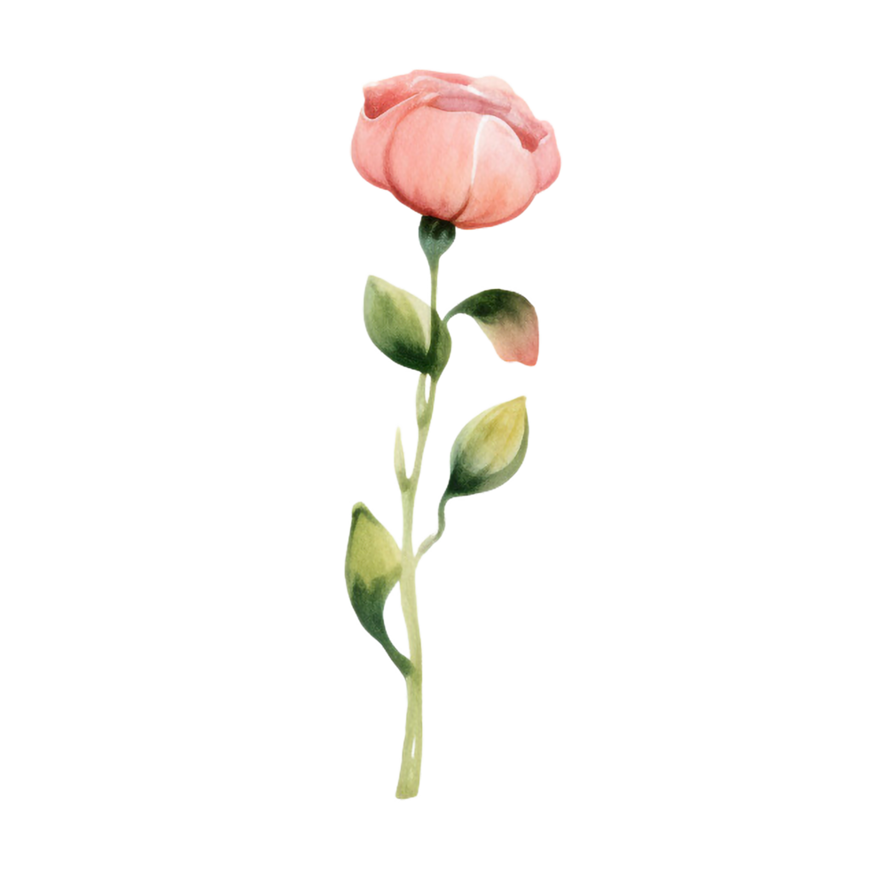 spring flower watercolor on isolated background. Created with Generative AI technology. png