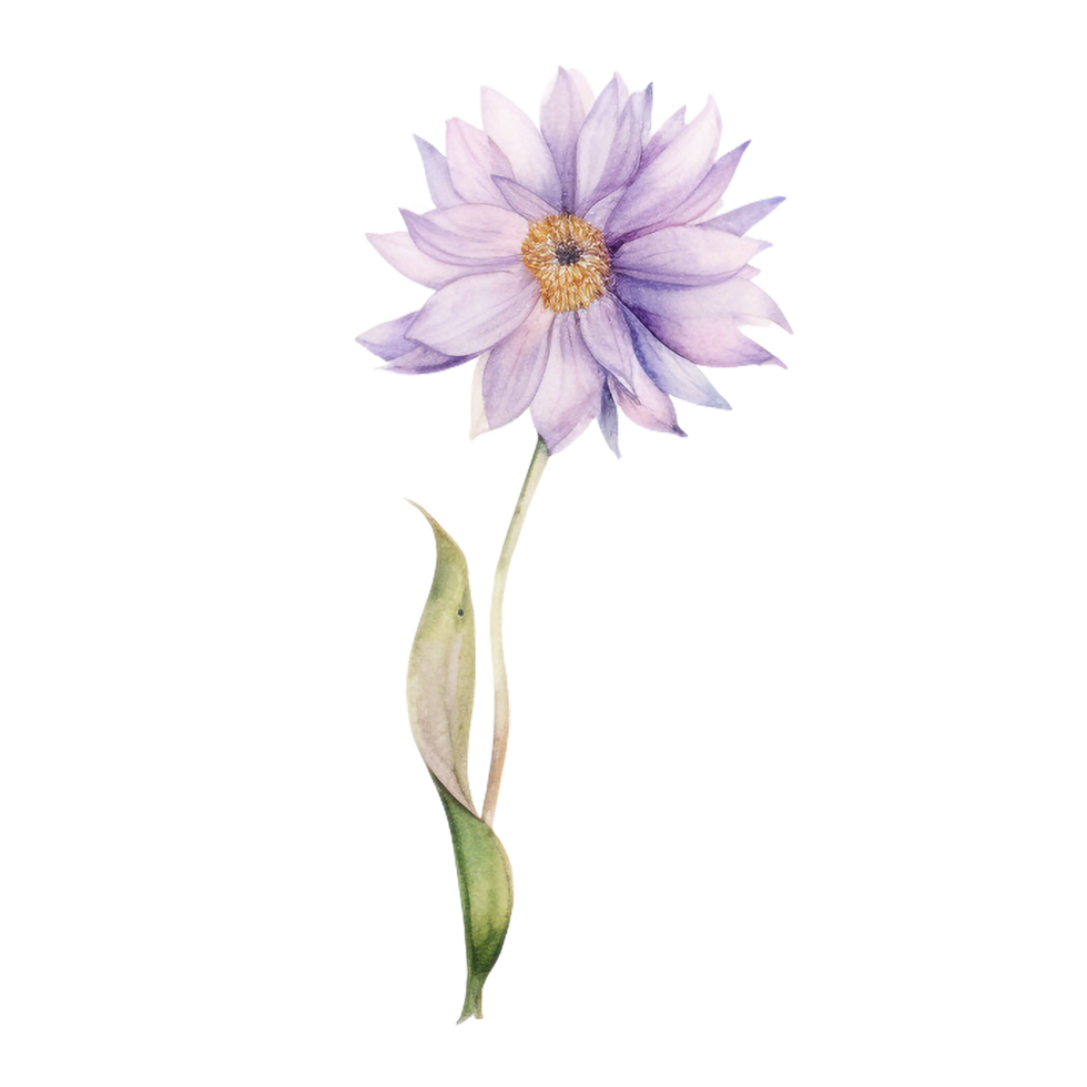spring flower watercolor on isolated background. Created with Generative AI technology. png