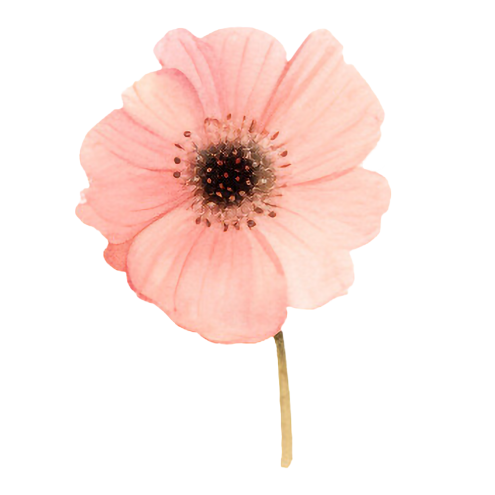 spring flower watercolor on isolated background. Created with Generative AI technology. png