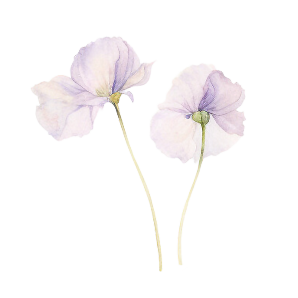 spring flower watercolor on isolated background. Created with Generative AI technology. png