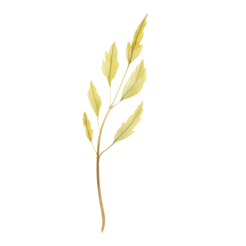 spring flower watercolor on isolated background. Created with Generative AI technology. png