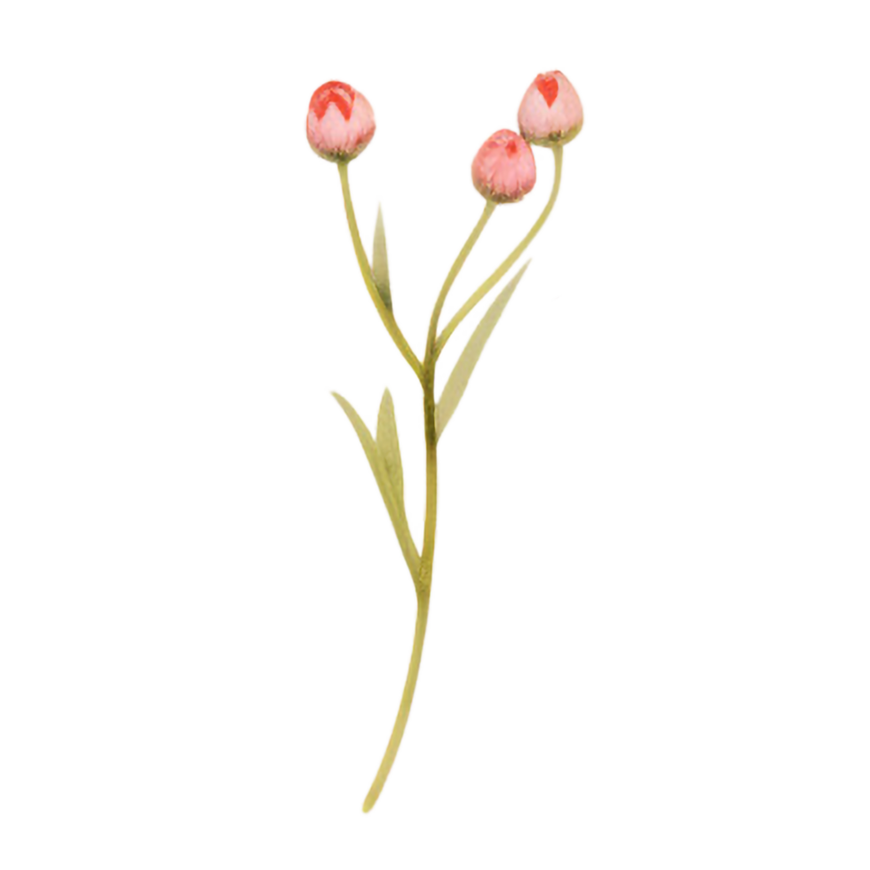 spring flower watercolor on isolated background. Created with Generative AI technology. png