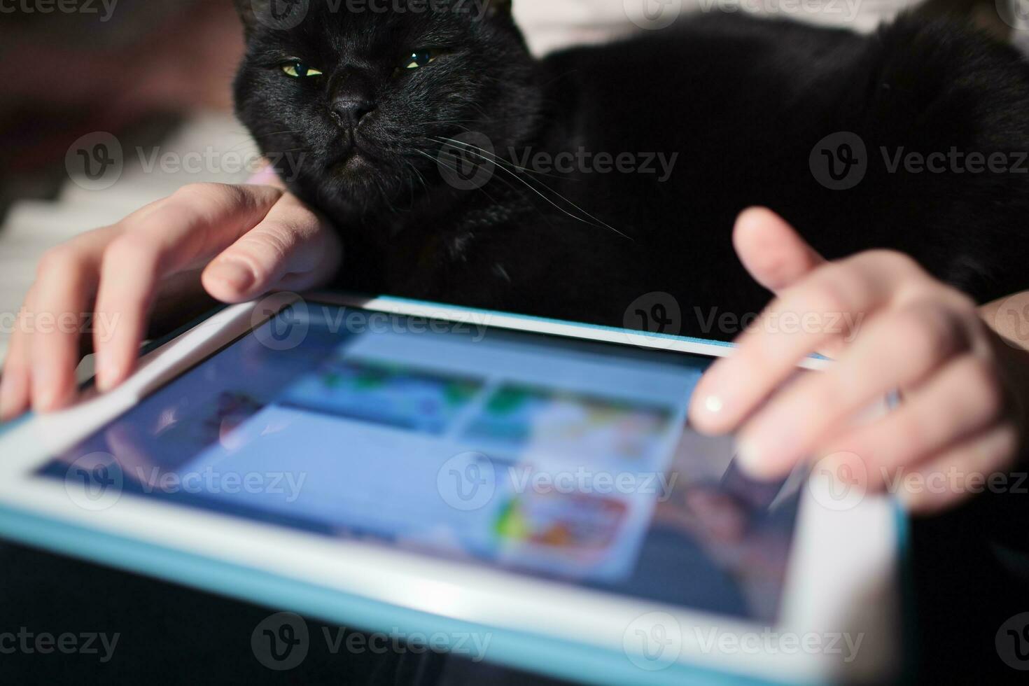 Woman using pad with cat on the lap photo