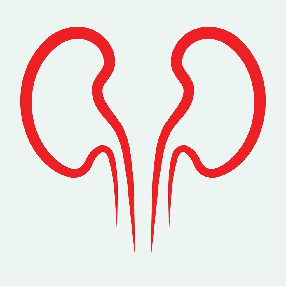 Kidney icon vector. vector