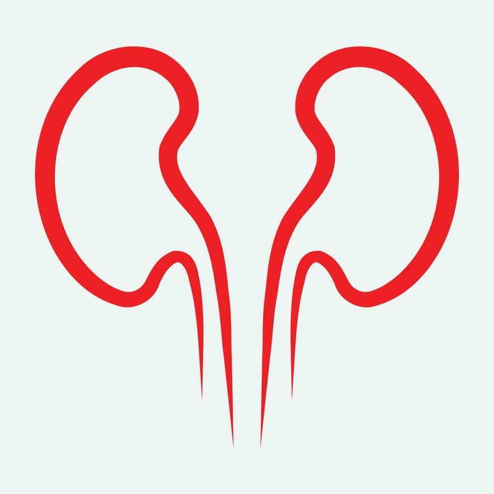 Kidney icon vector. vector