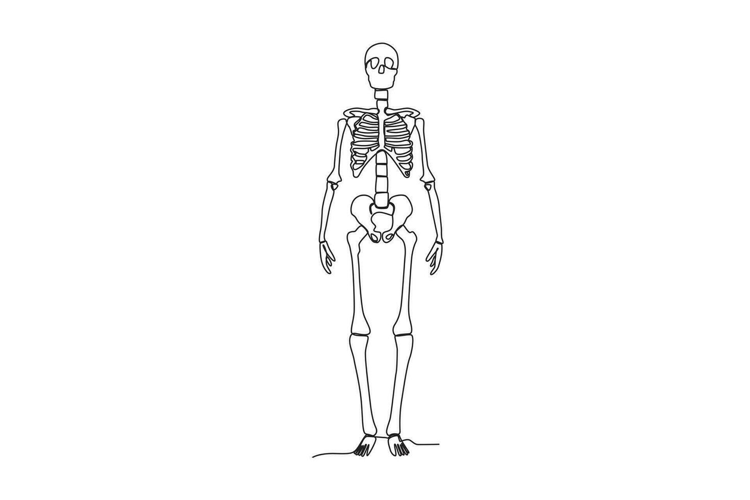 A human skeleton stands tall vector