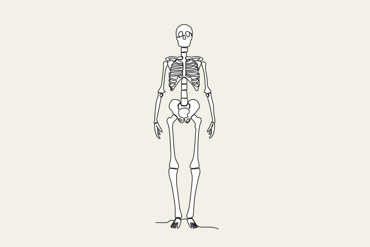 Color illustration of the front view of a human skeleton vector