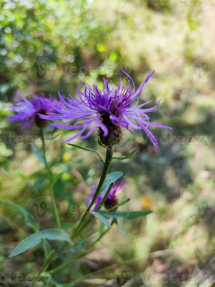 cerca arriba de flor en un verde prado con borroso antecedentes foto