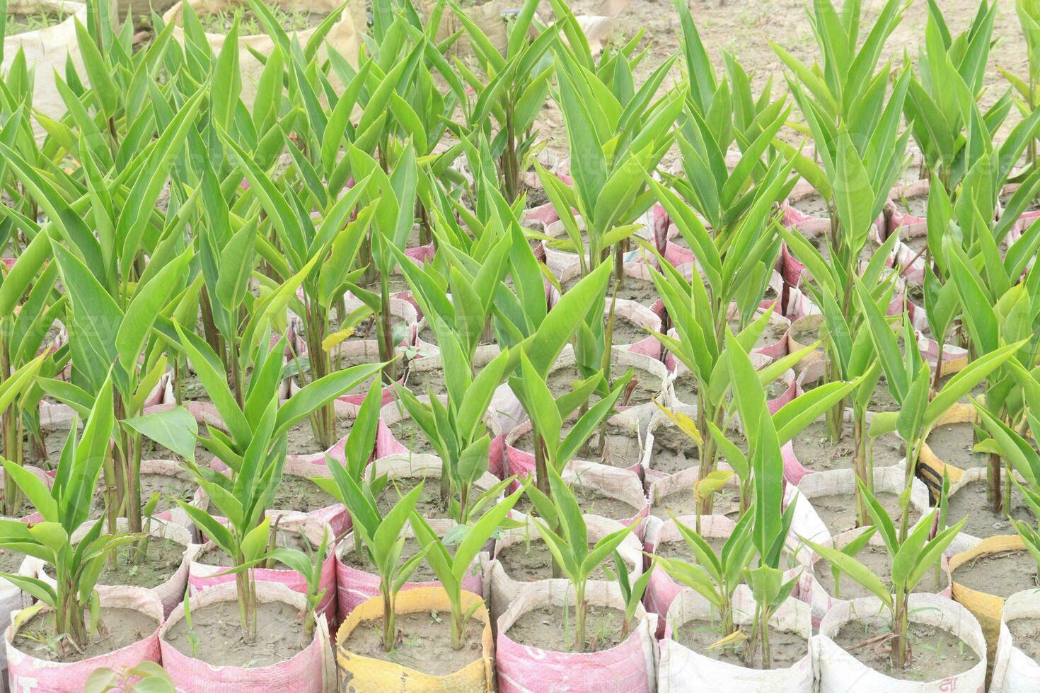 Orange Heliconia flower plant on farm photo
