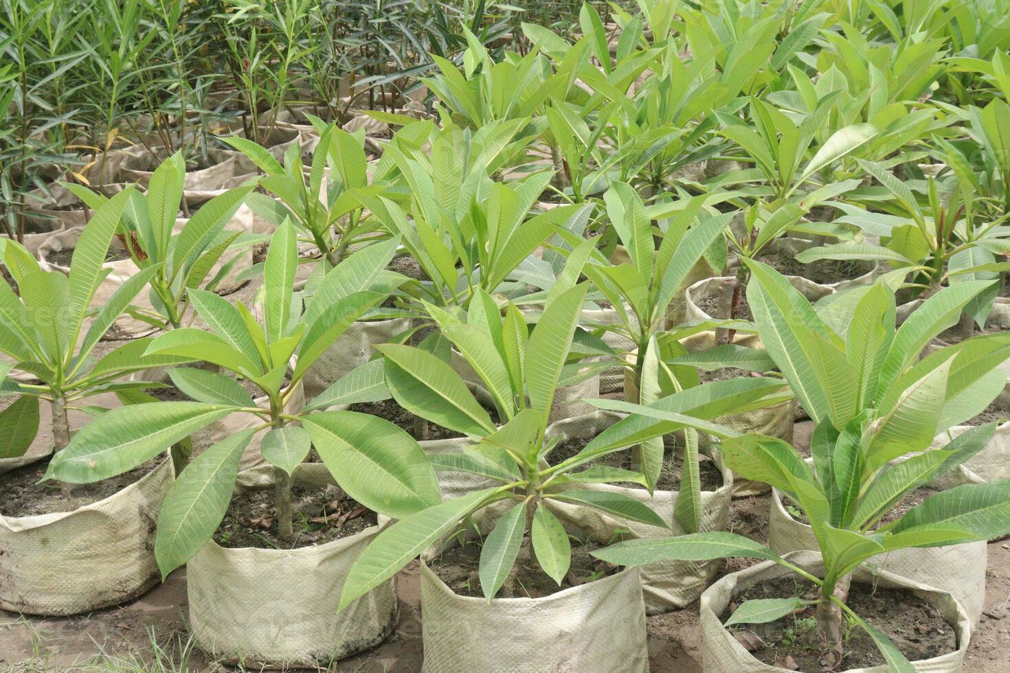 frangipani flower plant on farm photo