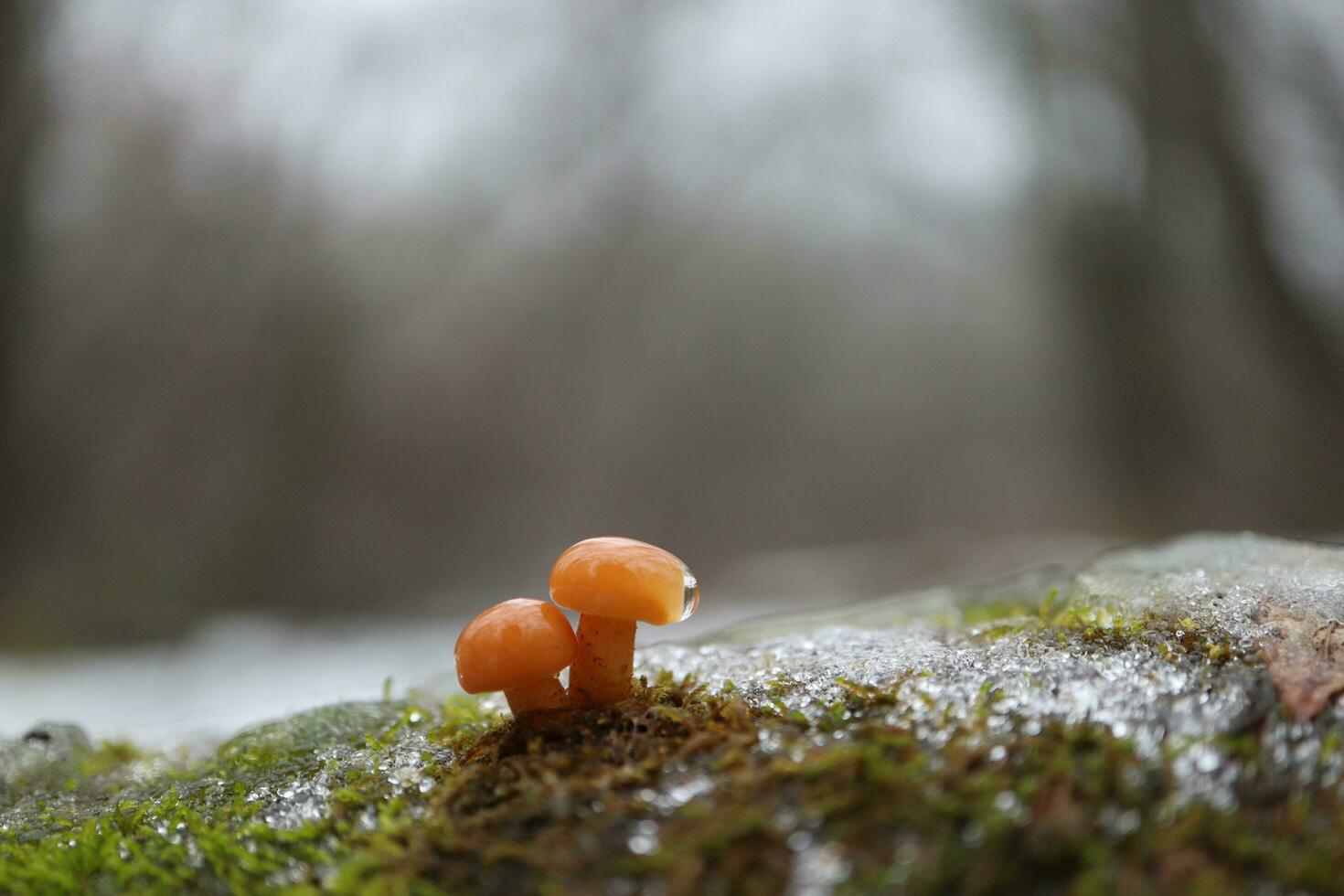 Flammulina velutipes in the winter forest, enokitake mushrooms photo