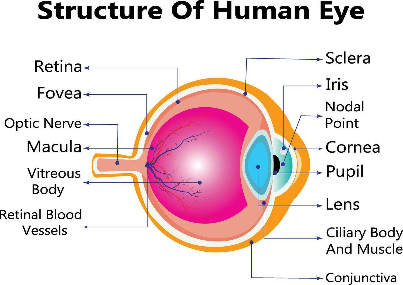 Human eye anatomy infographics with outside view and organ inside structure on white background realistic vector illustration