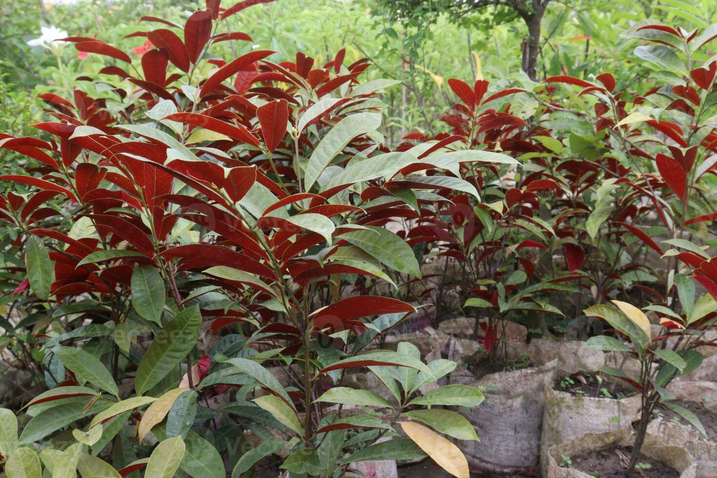 Excoecaria cochinchinensis tree on farm photo