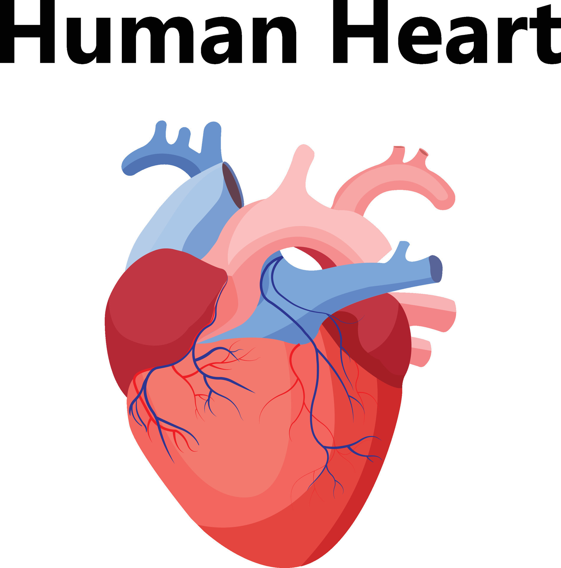 Human Heart Diagram Simple