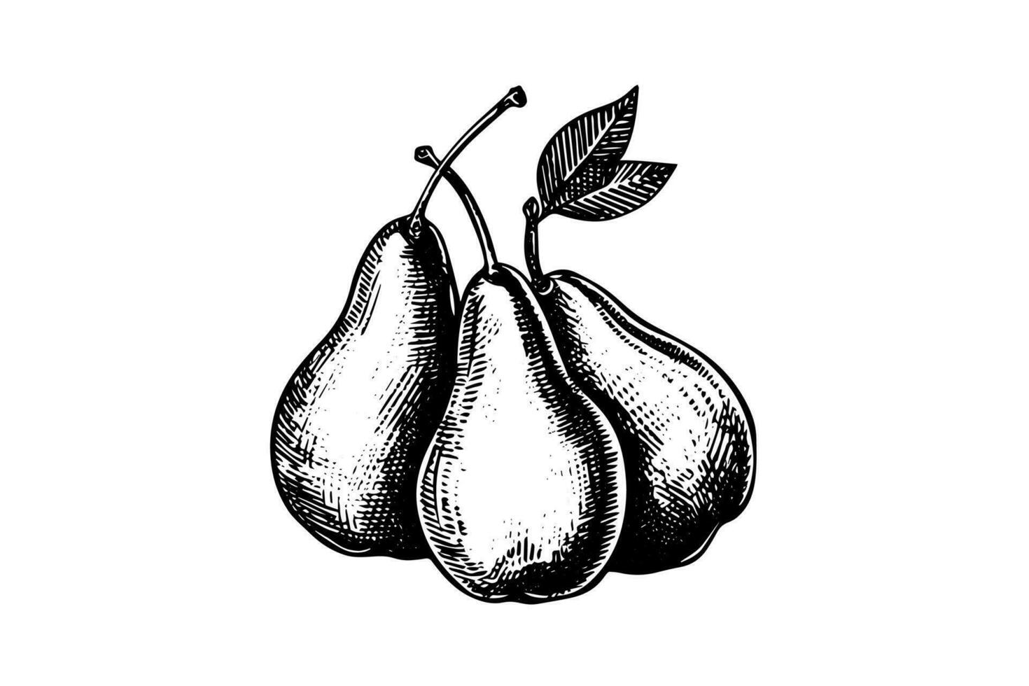 Set of pears. Ink sketch isolated on white background. Hand drawn vector illustration.