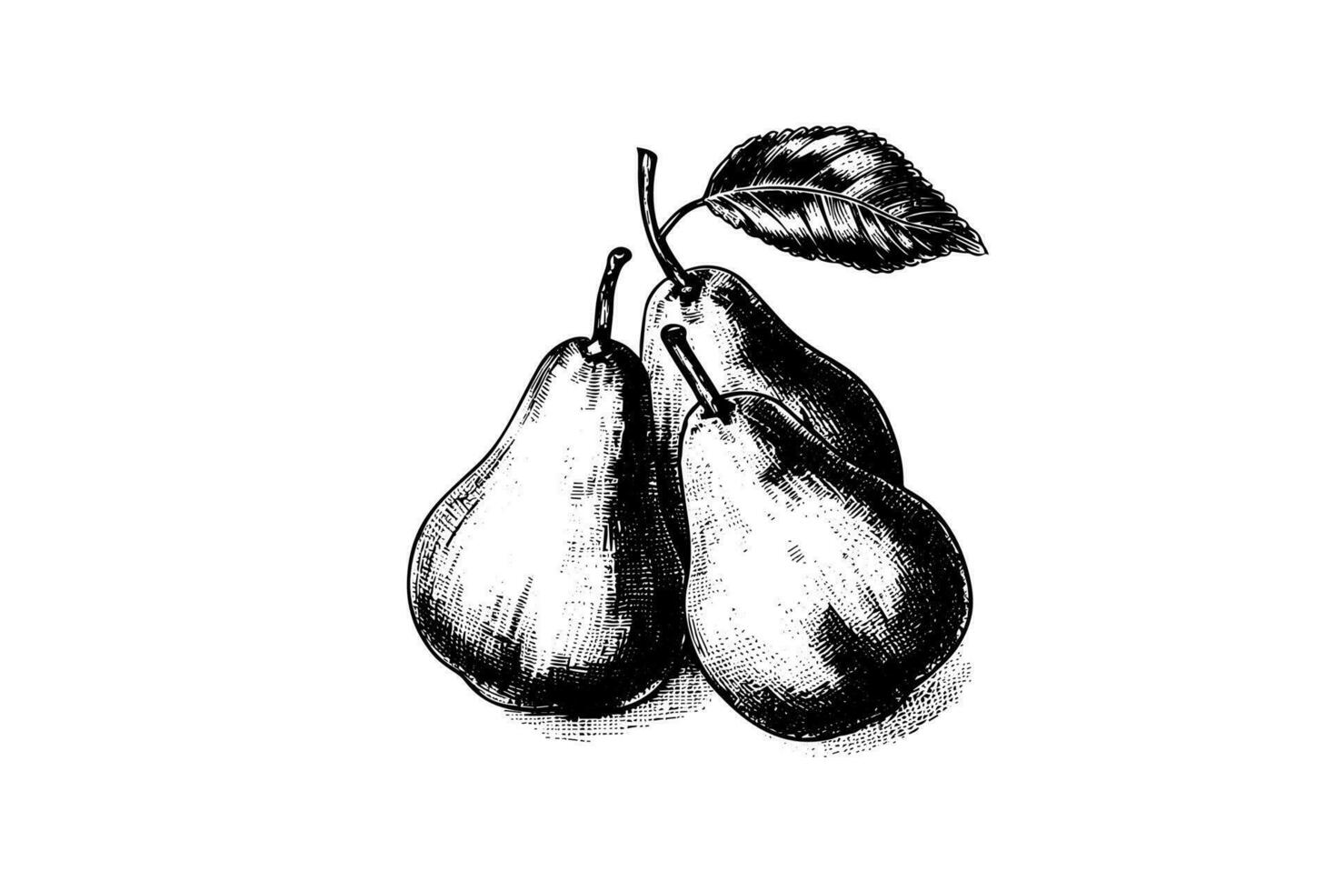 Set of pears. Ink sketch isolated on white background. Hand drawn vector illustration.