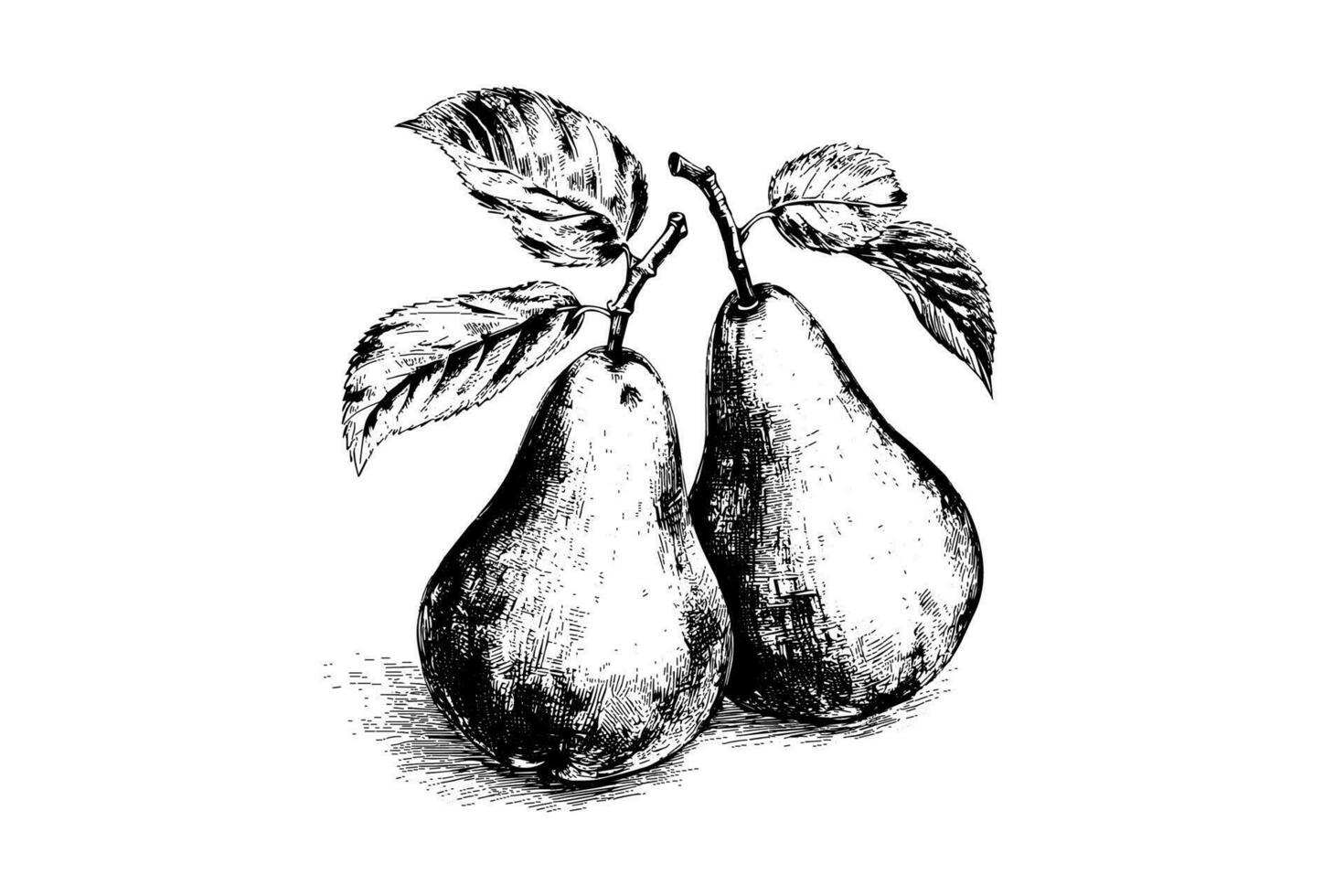 Set of pears. Ink sketch isolated on white background. Hand drawn vector illustration.