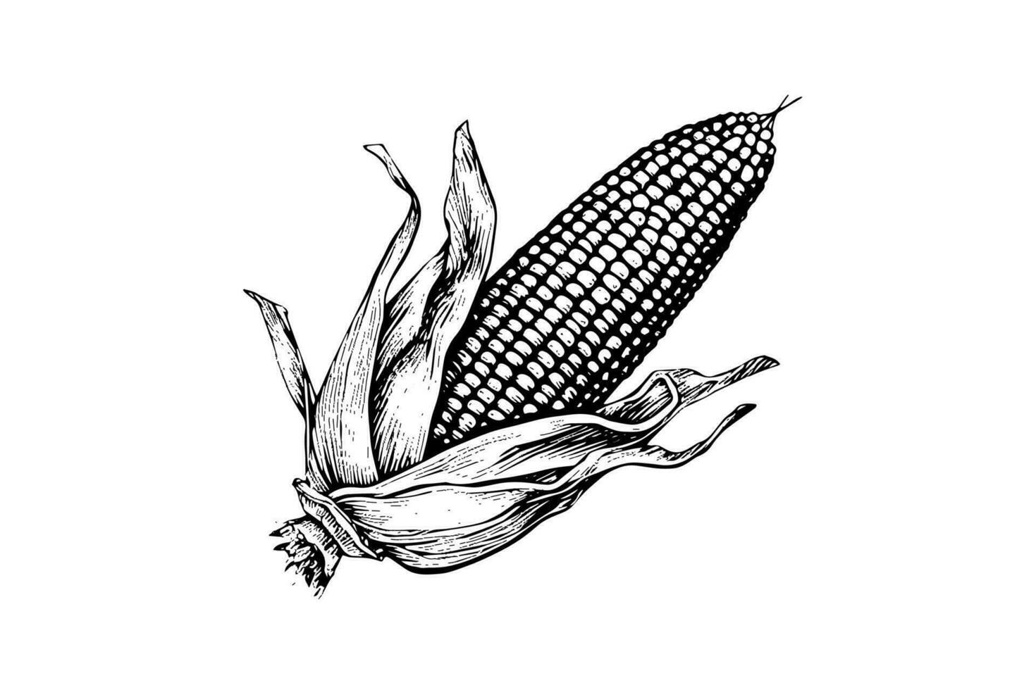 maíz mano dibujo bosquejo Clásico grabado vector ilustración.