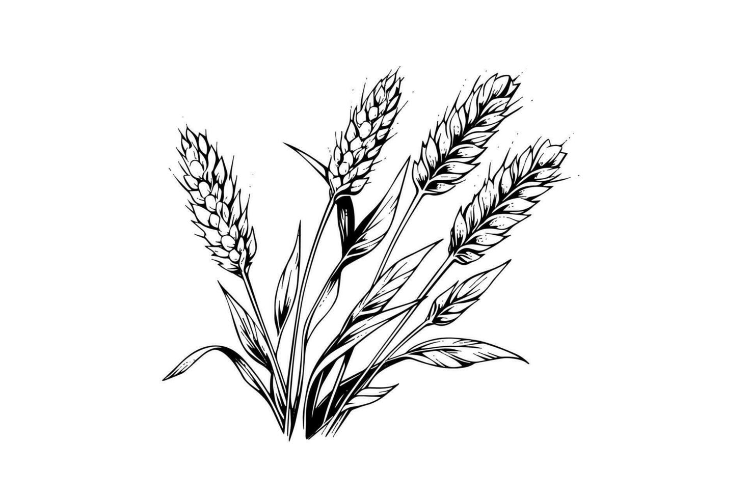 Wheat bread ears cereal crop sketch engraving style vector illustration.