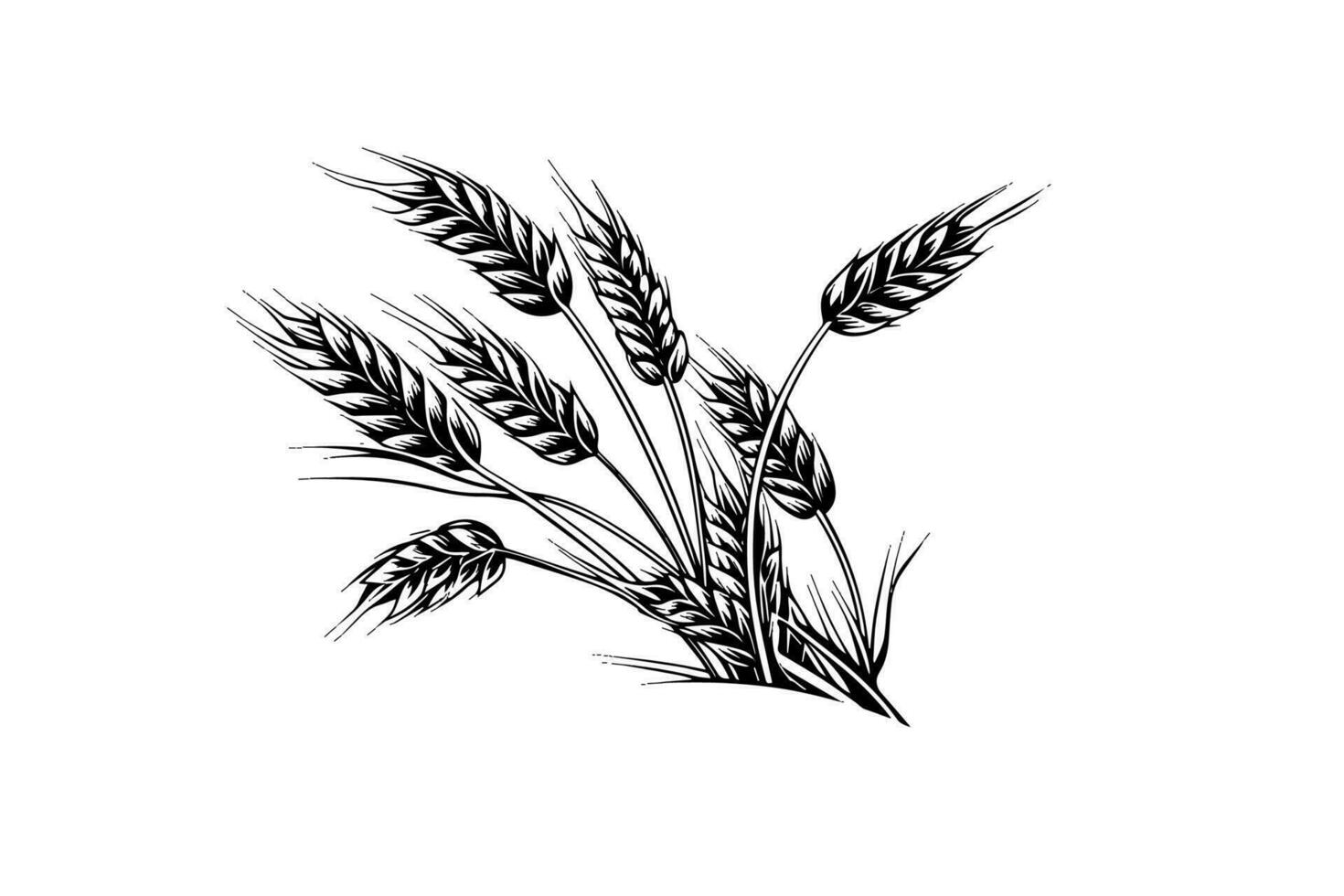 Wheat bread ears cereal crop sketch engraving style vector illustration.
