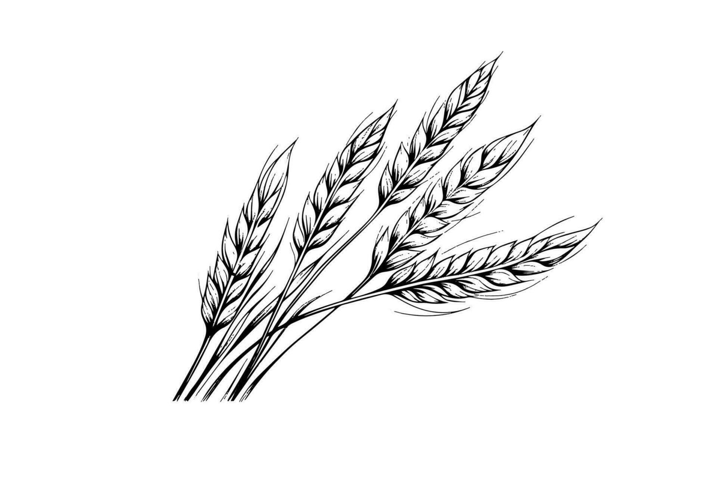trigo un pan orejas cereal cosecha bosquejo grabado estilo vector ilustración.