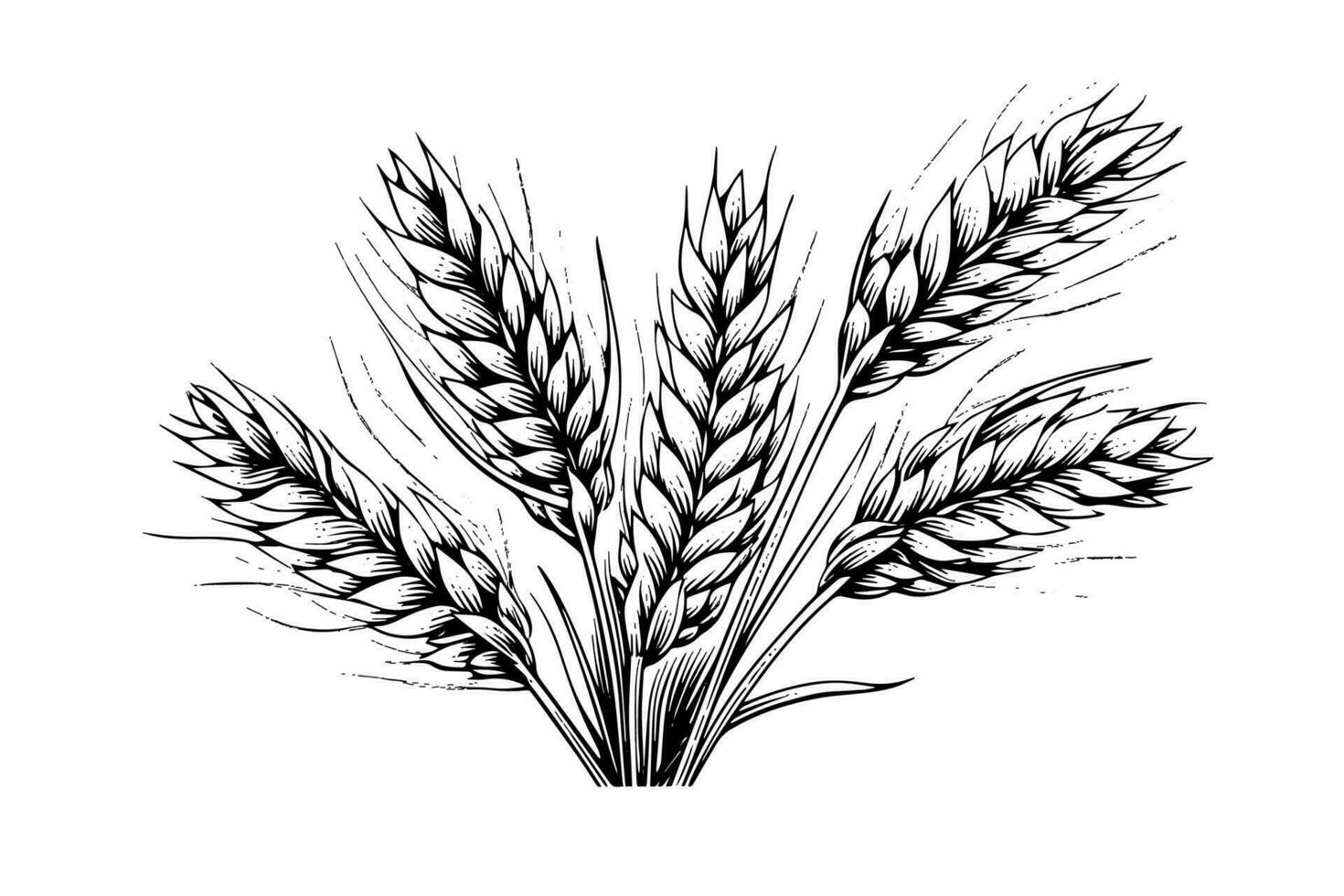 Wheat bread ears cereal crop sketch engraving style vector illustration.