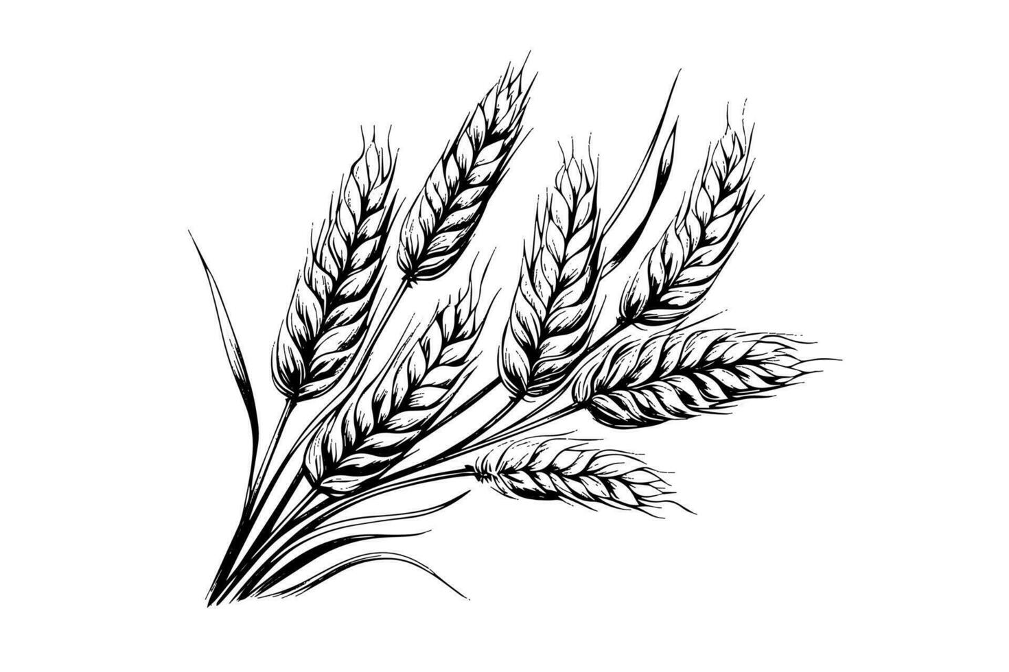 trigo un pan orejas cereal cosecha bosquejo grabado estilo vector ilustración.