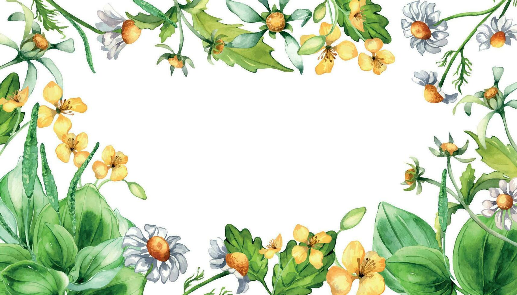 marco de prado medicinal flor, hierba plantas acuarela ilustración aislado en blanco. margarita, manzanilla, plátano, celidonia, árbol parte pordiosero mano dibujado. diseño para etiqueta, paquete, tarjeta postal. vector