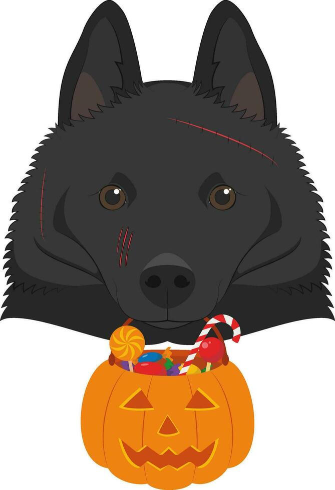 Halloween greeting card. Schipperke dog with several scars over his face and a pumpkin with candies in the mouth vector