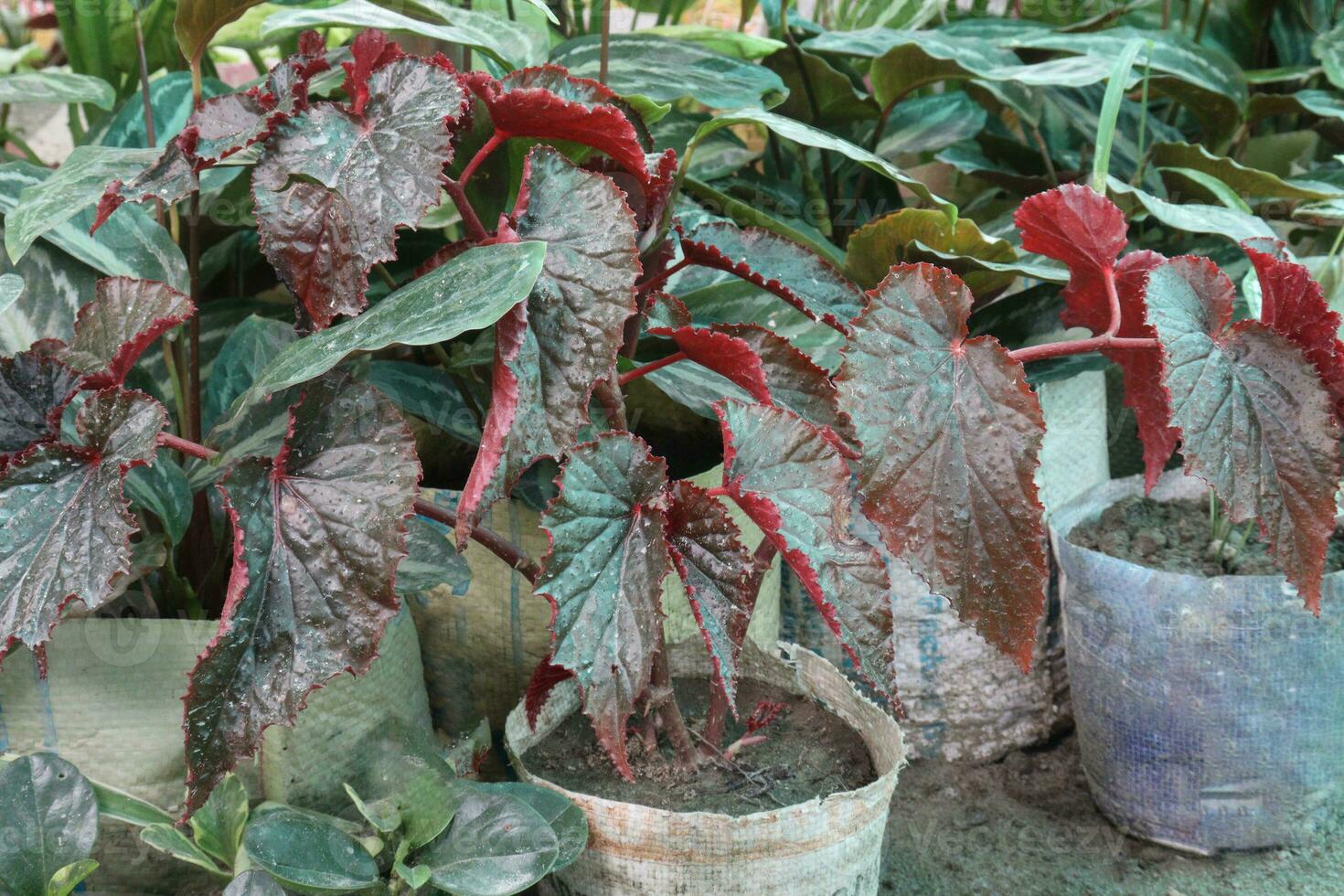 Angel wing Begonia leaf plant on farm photo