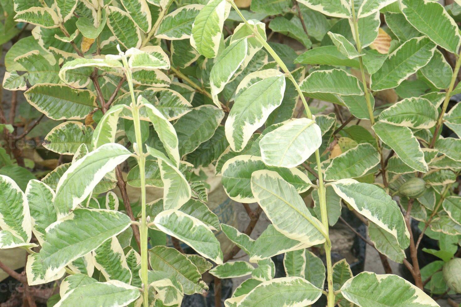 Variegated Guava on tree in farm photo