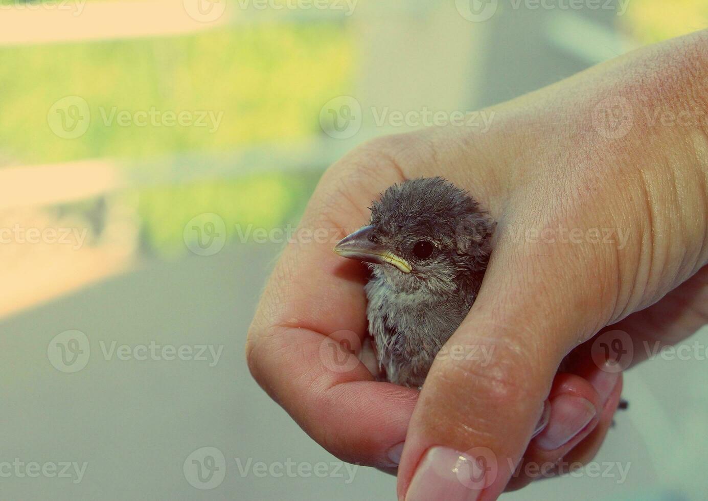 Rescued baby sparrow in hand. Small bird. photo