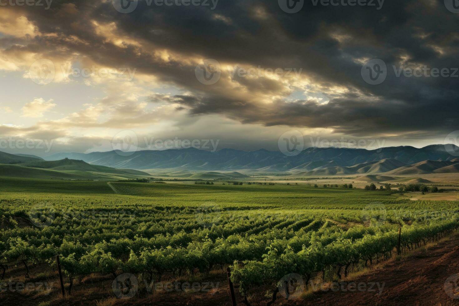 Landscape with vineyards. There are some nice dramatic clouds in the sky photo