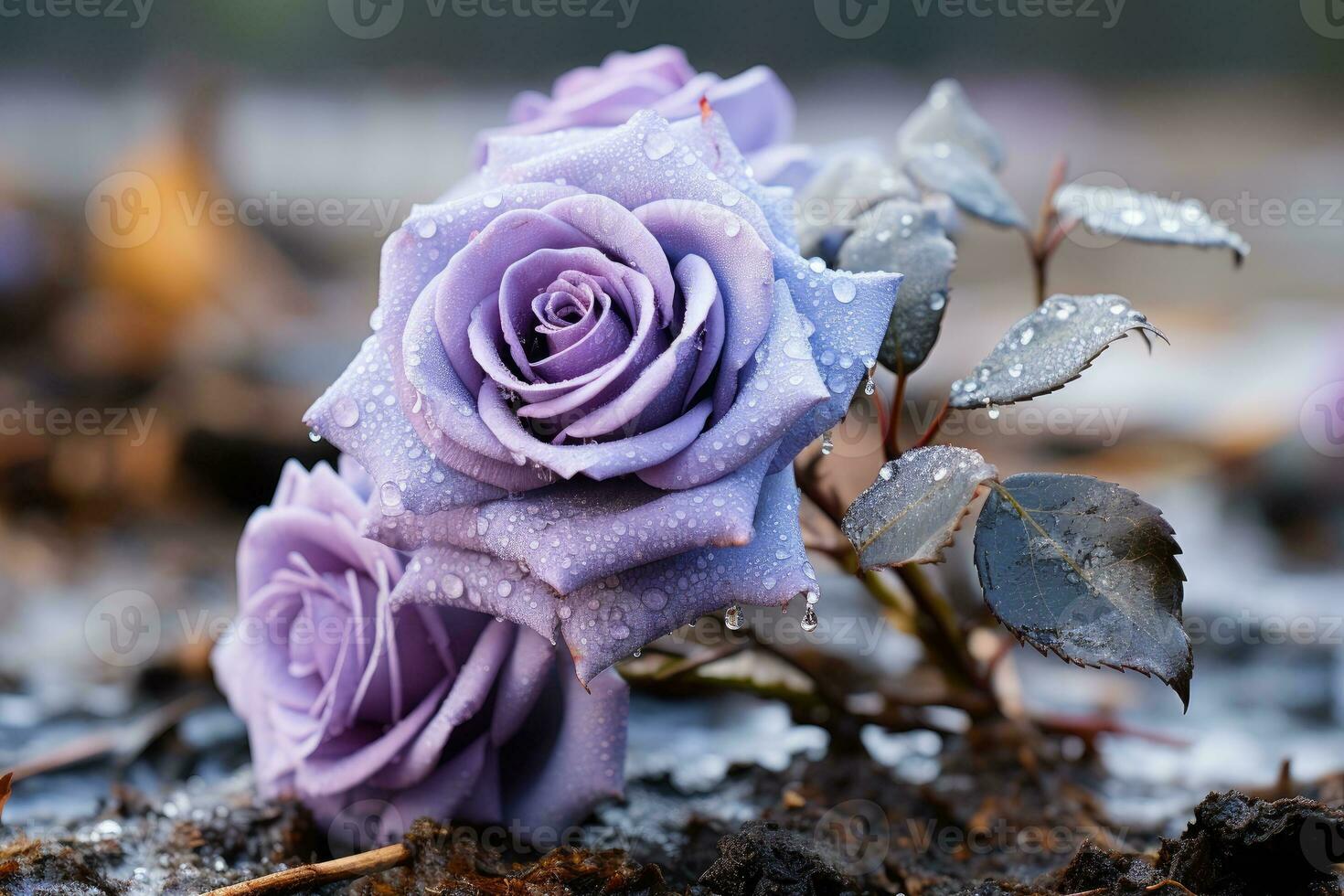 Purple rose with dew drops photo