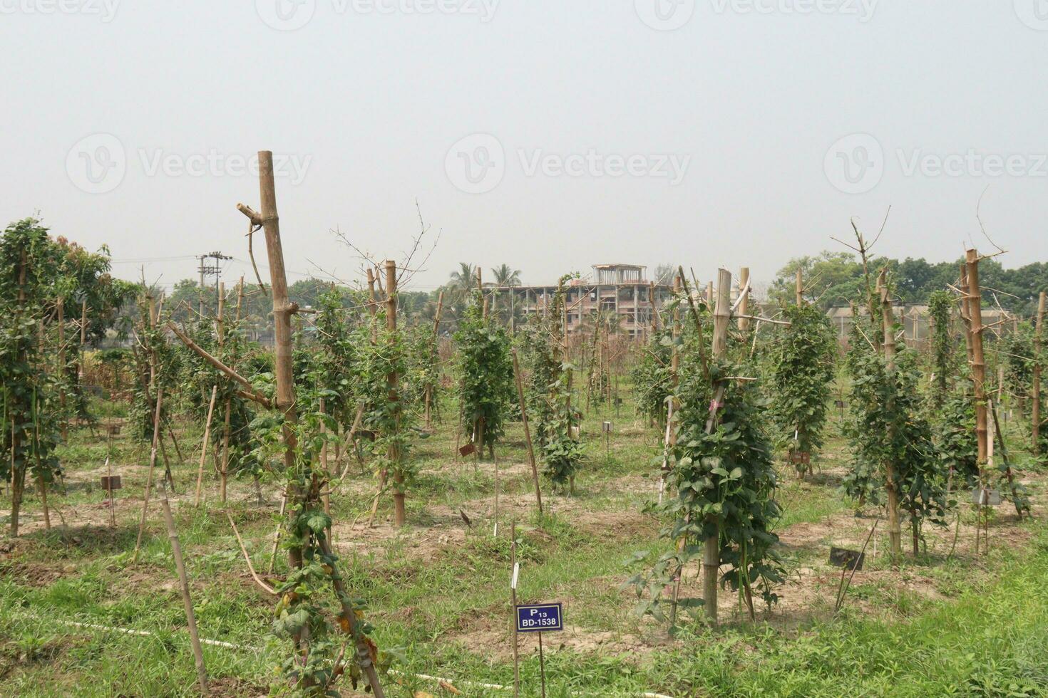 Phaseolus vulgaris on tree in farm photo