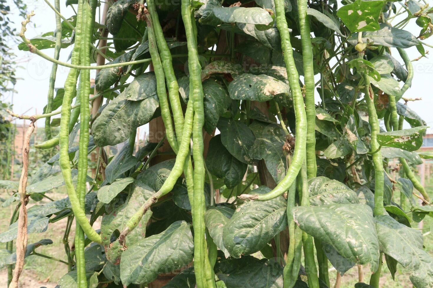 Phaseolus vulgaris on tree in farm photo