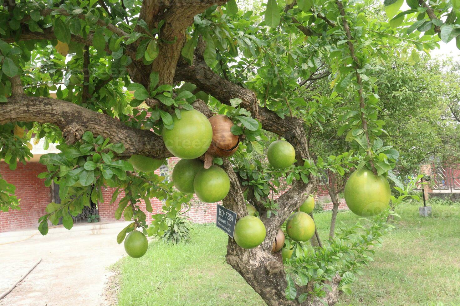 Calabash tree with fruit on garden for flower need photo
