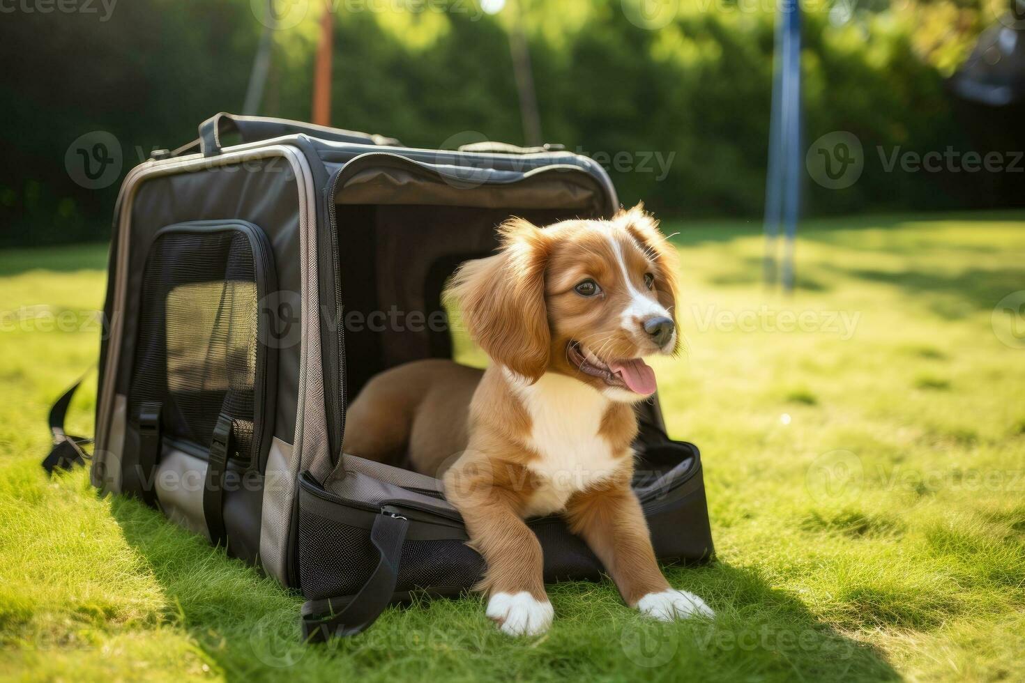Dog sitting in carrier on grass. photo
