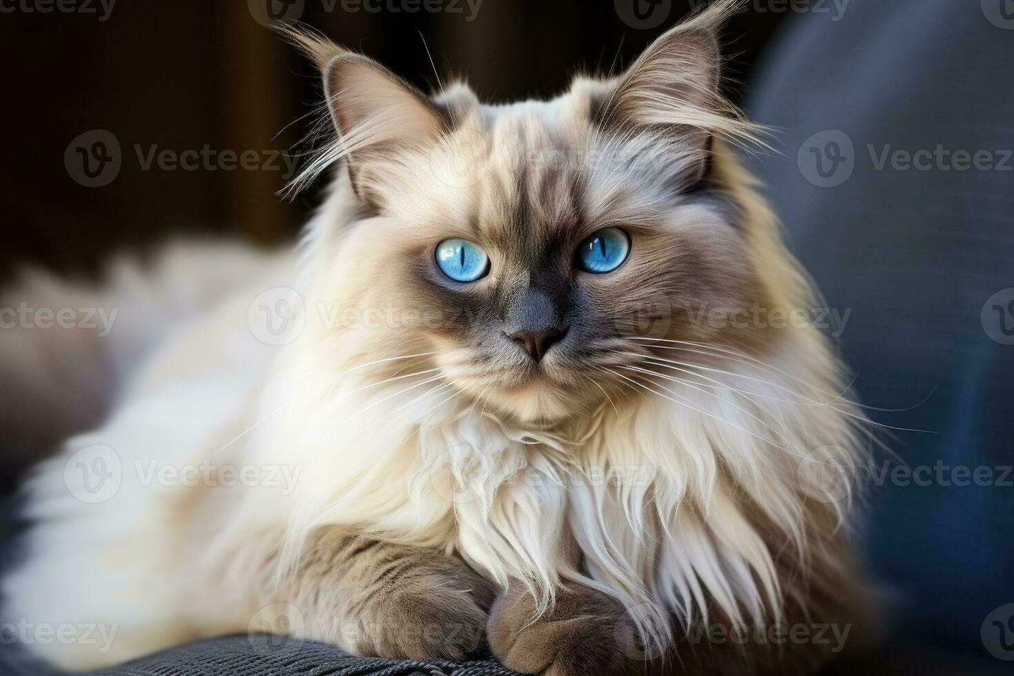 Close-up portrait of furry cat sitting, dense coat. photo