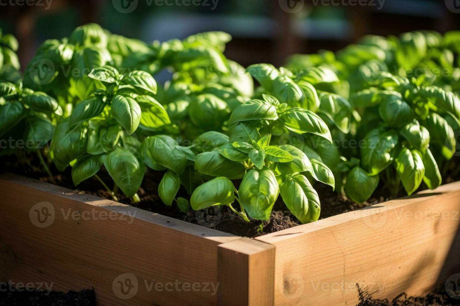 Green basil growing in raised beds in garden. Generative AI 28139893