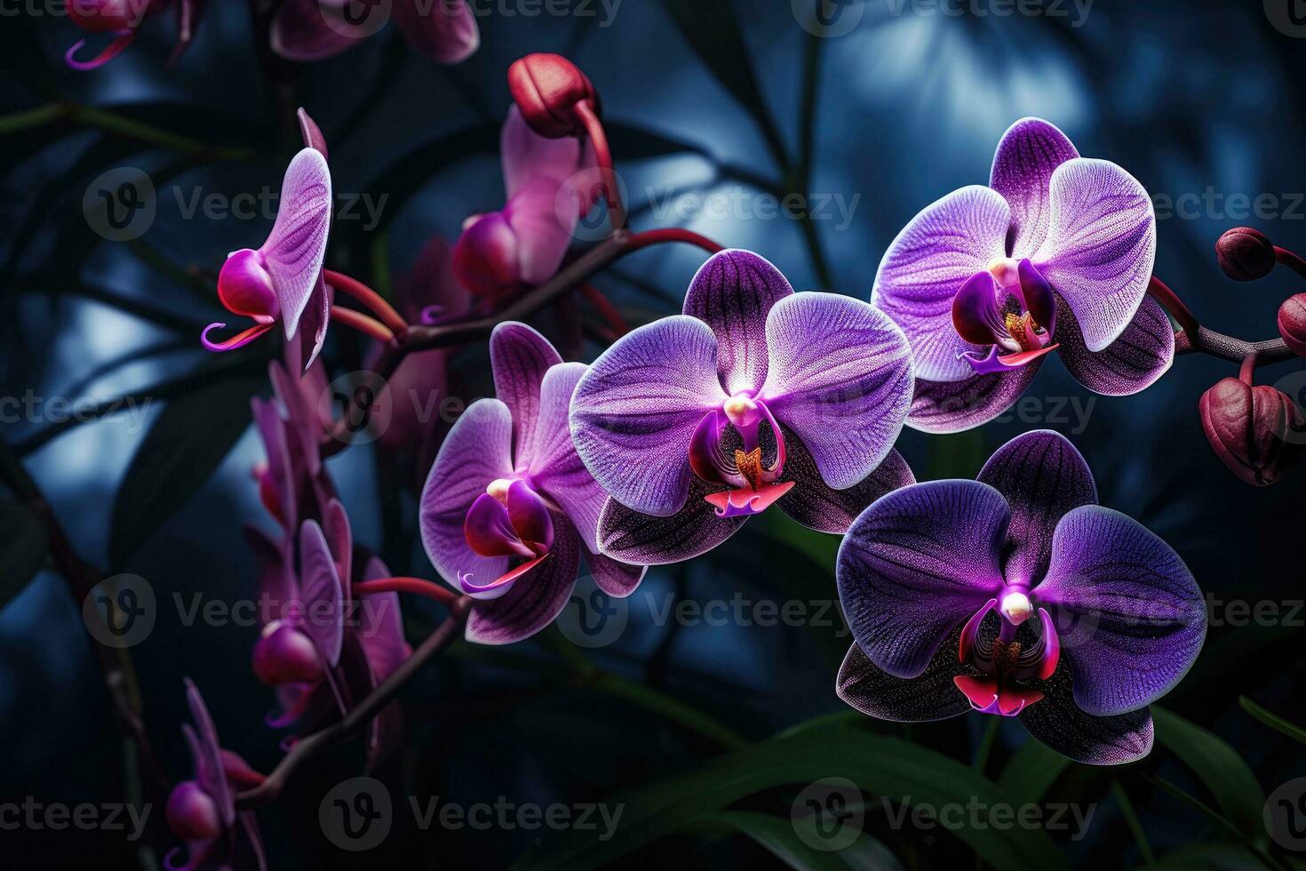 Beautiful blooming orchid flowers photo