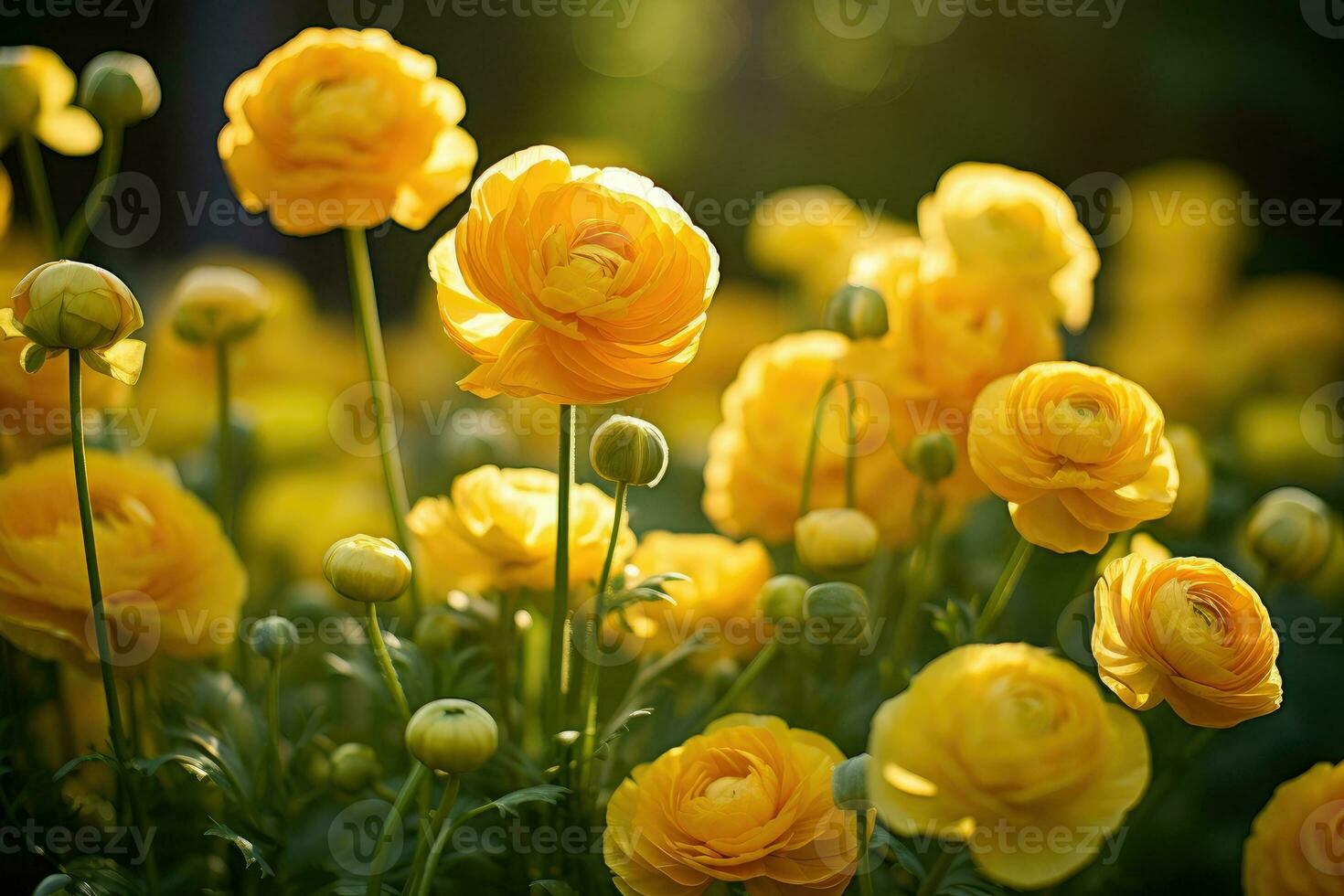 Colorful ranunculus in a bouquet. Persian buttercups bouquet of spring flowers. photo