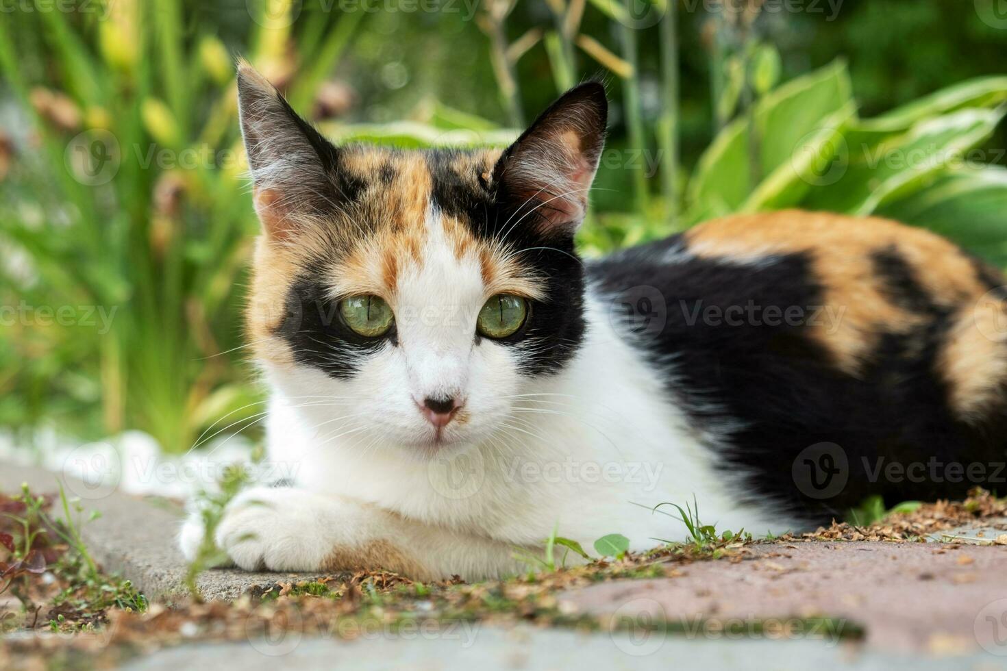 Cute young tricolor stray cat lies. photo