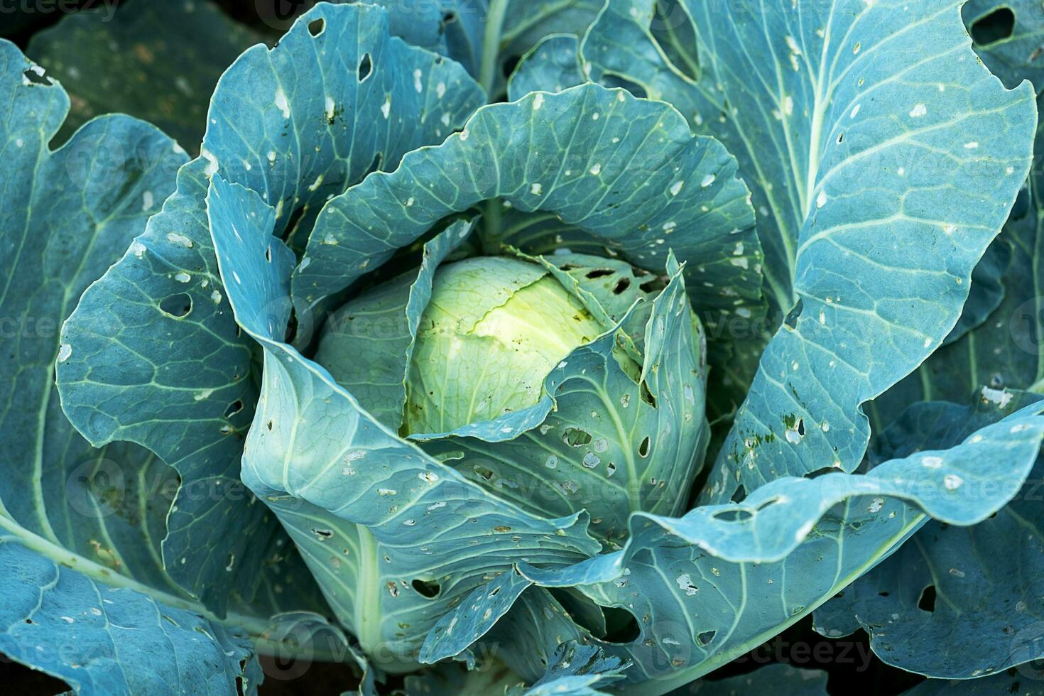 Close-up of a head of cabbage in a garden bed, infested with larvae of insect pests photo