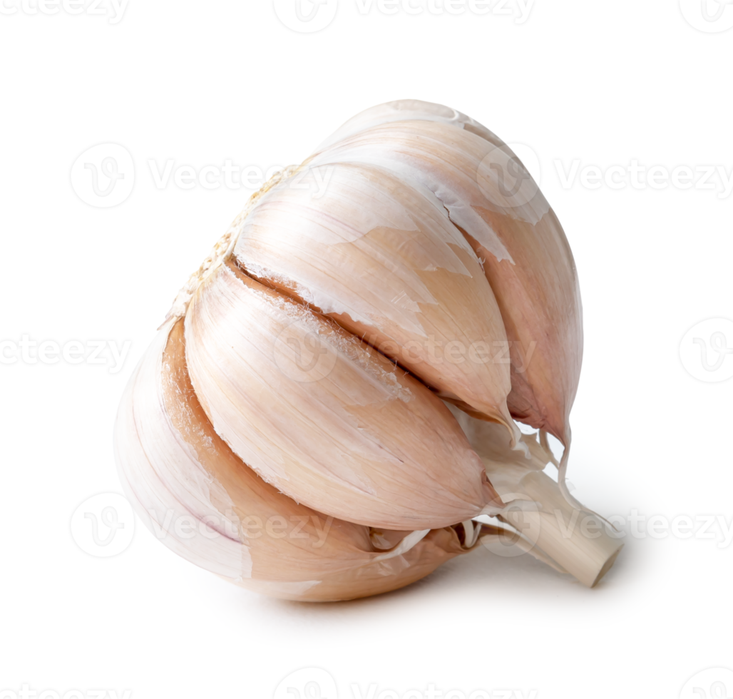 Single fresh white garlic bulb isolated with clipping path and shadow in png file format