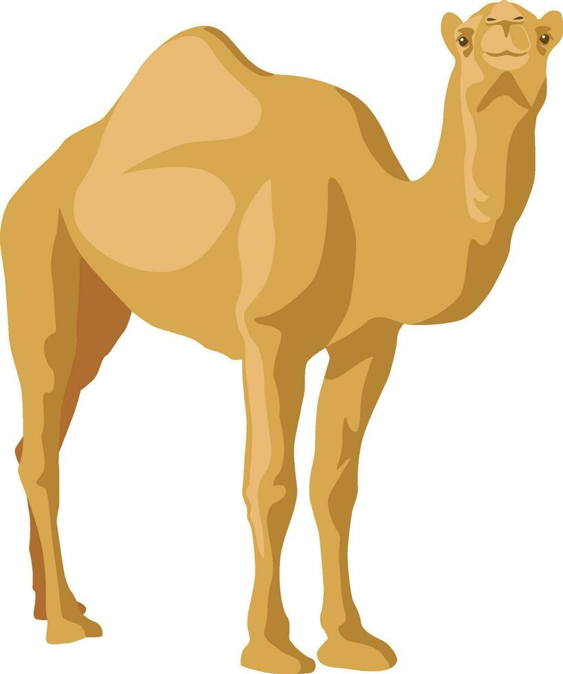 Dromedary camel illustrations vector