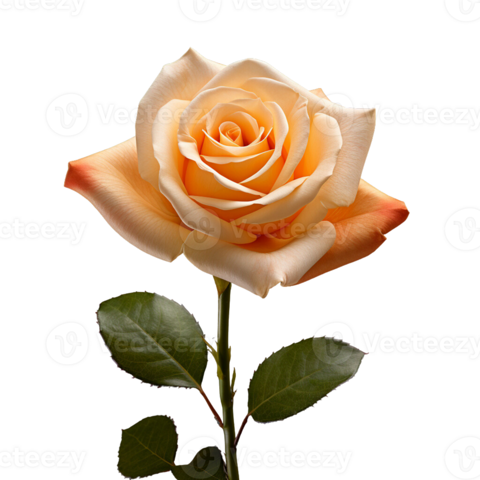 AI generated rose flower clip art set red, yellow, white macro shot with transparent background for Valentine's Day png