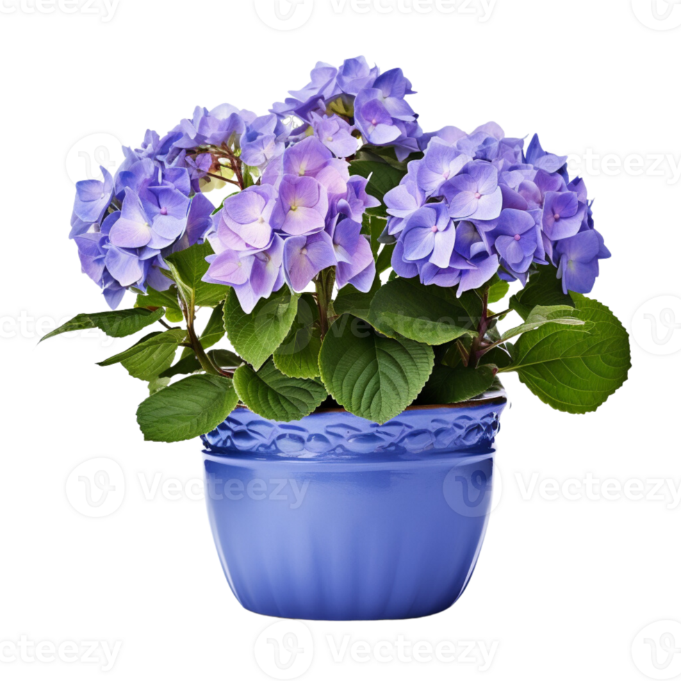 ai generato ortensie nel pentole fiori blu viola rosa bianca trasparente sfondo png